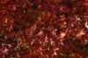 Feuilles en automne