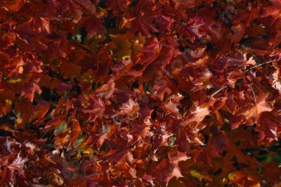 Feuilles en automne - Photo libre de droit - PABvision.com