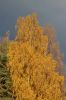 Couleur d'automne