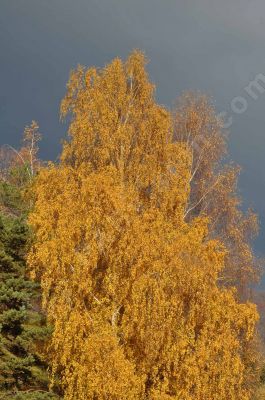 Couleur d'automne - Photo libre de droit - PABvision.com