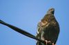 Pigeon sur un c�ble �l�ctrique
