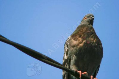 Pigeon sur un cble lctrique - Photo libre de droit - PABvision.com