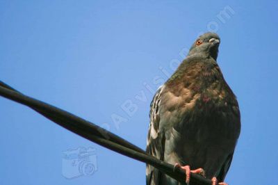 Pigeon sur un câble éléctrique - Photo libre de droit - PABvision.com