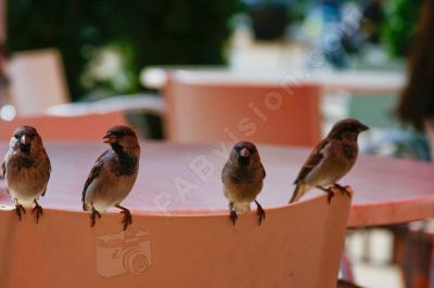 L' heure du repas arrive - Photo libre de droit - PABvision.com