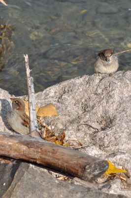 Le moineau domestique - Photo libre de droit - PABvision.com