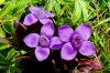 Petites fleurs sauvages