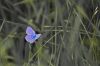 Papillon sur une brindille d'herbe