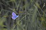Papillon sur une brindille d'herbe