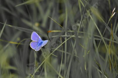 Papillon sur une brindille d'herbe - Photo libre de droit - PABvision.com