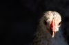 Portrait d'une poule