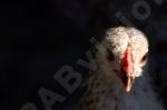 Portrait d'une poule