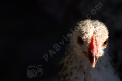 Portrait d'une poule - Photo libre de droit - PABvision.com