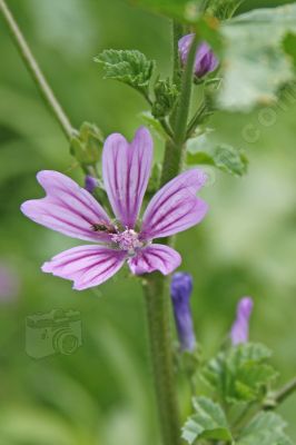 Mauve sylvestre - Photo libre de droit - PABvision.com