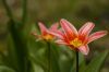 Fleurs sauvages