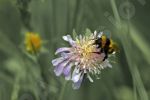 Bourdon sur une fleur