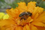 L'abeille et la fleur