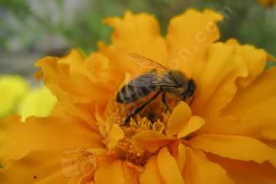 L'abeille et la fleur - Photo libre de droit - PABvision.com