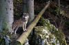 Le loup