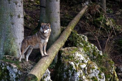 Le loup - Photo libre de droit - PABvision.com