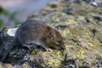  rats mammifres rongeurs 