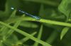 Libellule sur une plante