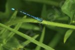 Libellule sur une plante