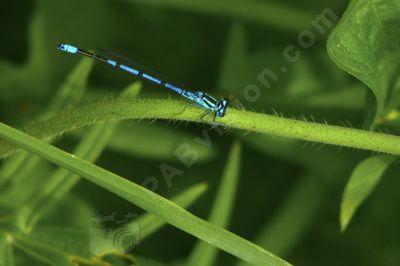 Libellule sur une plante - Photo libre de droit - PABvision.com