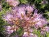 Fleurs sauvages