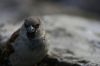 Le moineau domestique
