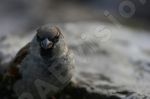 Le moineau domestique