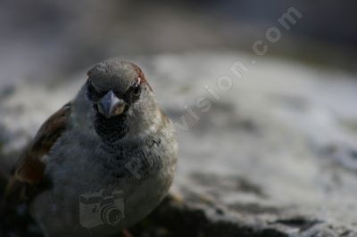 Le moineau domestique - Photo libre de droit - PABvision.com