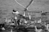 Des oiseaux heureux