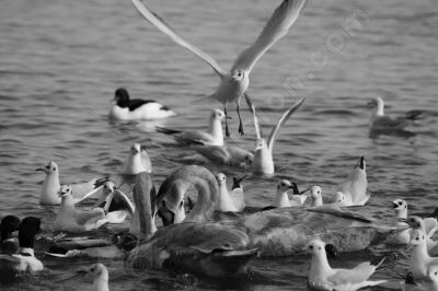 Des oiseaux heureux - Photo libre de droit - PABvision.com