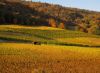 Le vignoble et ses couleurs d'automne