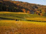 Le vignoble et ses couleurs d'automne