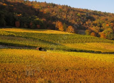 Le vignoble et ses couleurs d'automne - Photo libre de droit - PABvision.com