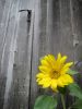 La beaut� des fleurs