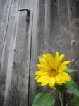 La beaut des fleurs - Photo libre