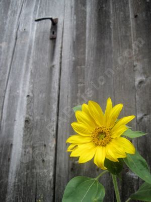 La beauté des fleurs - Photo libre de droit - PABvision.com