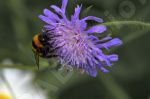 Bourdon sur une fleur