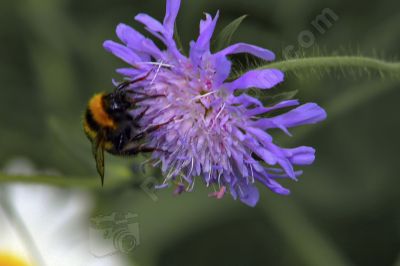 Bourdon sur une fleur - Photo libre de droit - PABvision.com