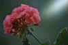 Le g�ranium rose