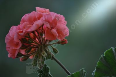 Le granium rose - Photo libre de droit - PABvision.com