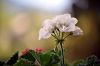 Le g�ranium blanc