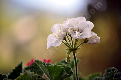 Le géranium blanc - Photo libre de droit - PABvision.com