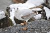Jeune mouette au bord d'un lac