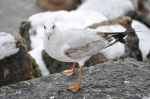 Jeune mouette au bord d'un lac