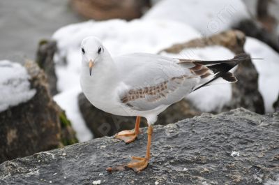 Jeune mouette au bord d'un lac - Photo libre de droit - PABvision.com