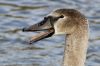 Jeune cygne