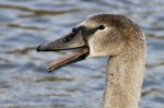 Jeune cygne